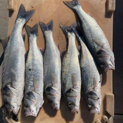 bass for dinner, hounds for sport