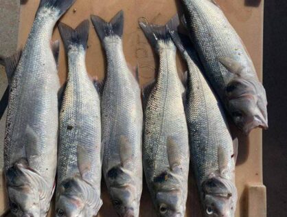 bass for dinner, hounds for sport