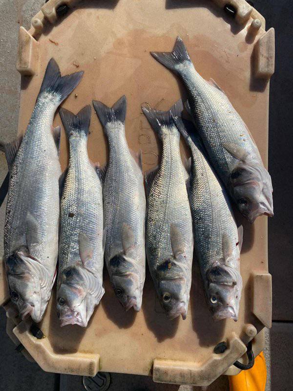 bass for dinner, hounds for sport